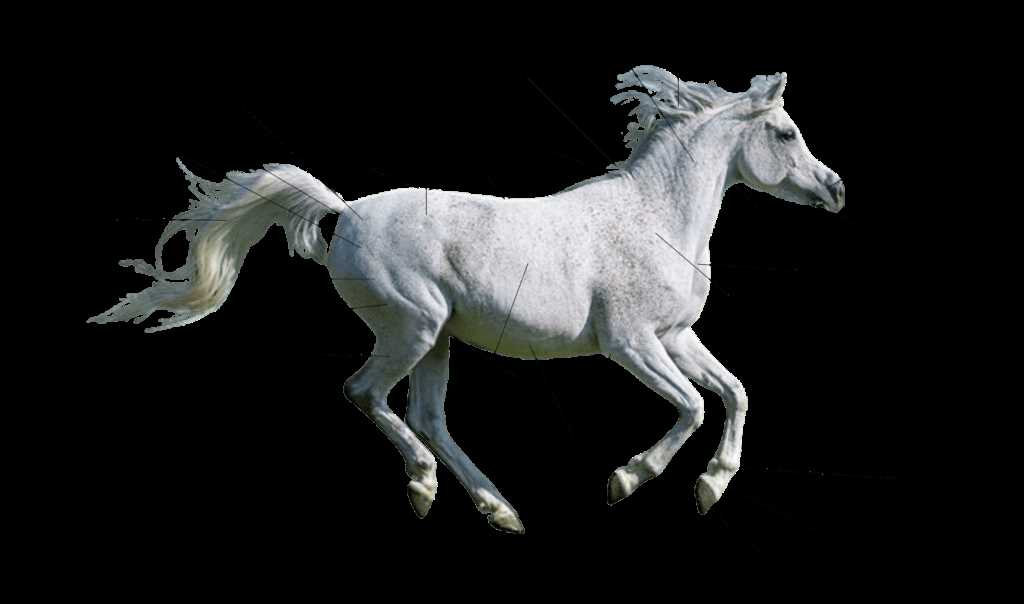 diagram of horse parts
