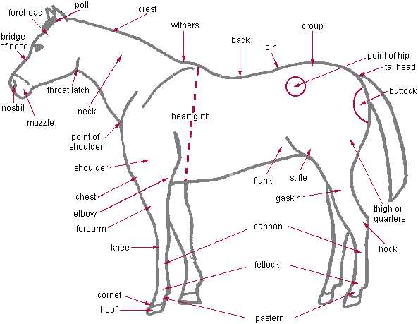 diagram of horse parts