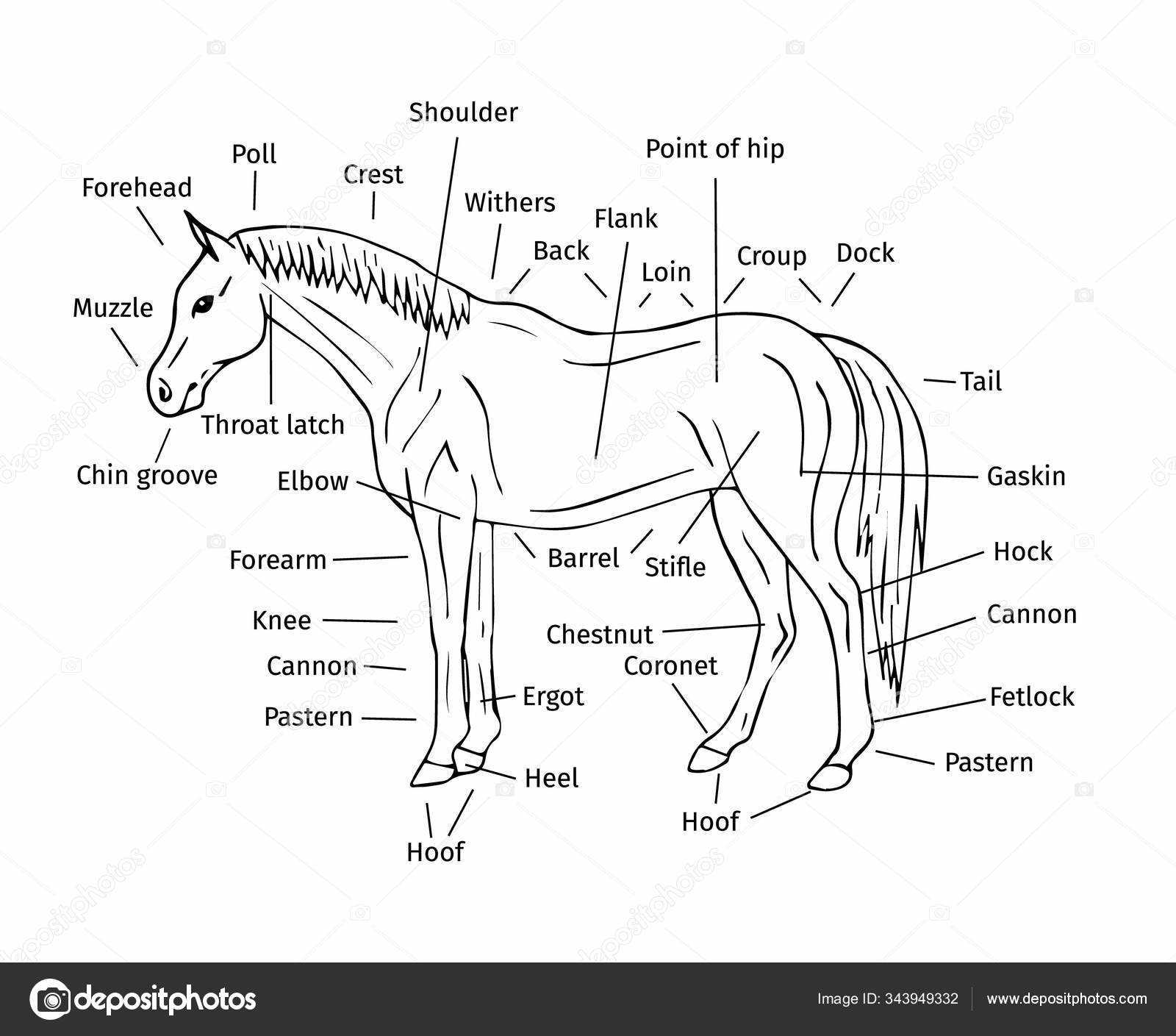diagram of horse parts
