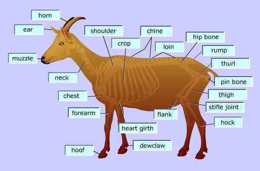 goat parts diagram