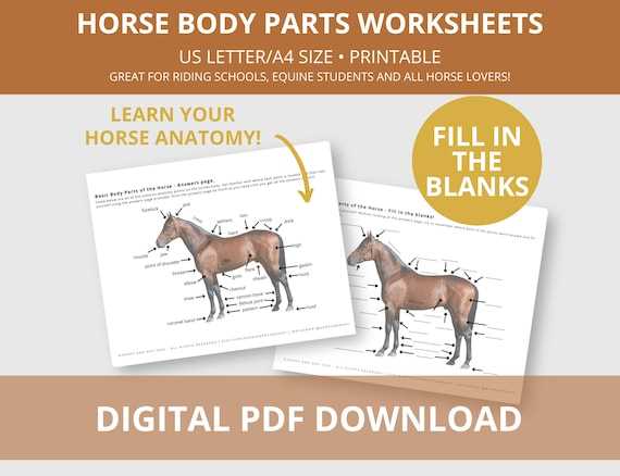 horse diagram of body parts