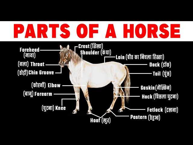 horse diagram of body parts