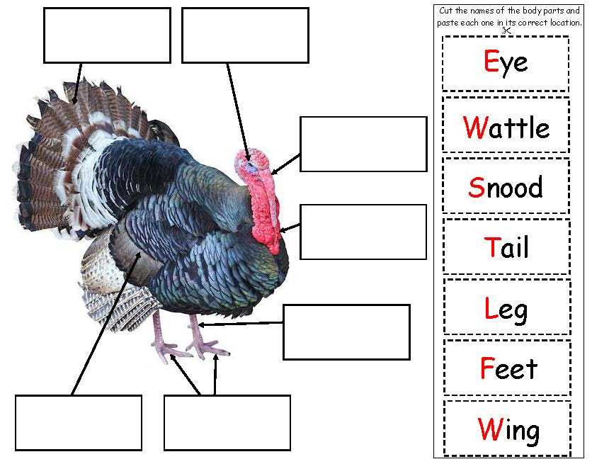 labeled parts of a turkey diagram