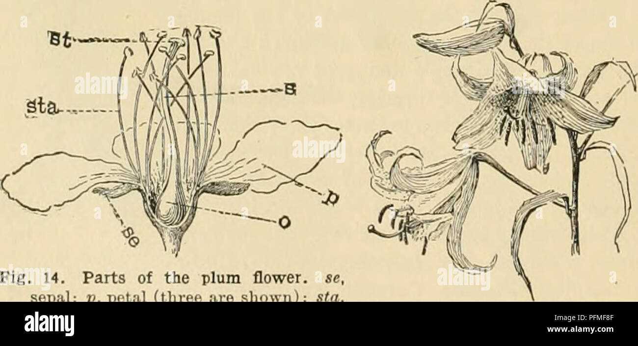 parts of a lily diagram