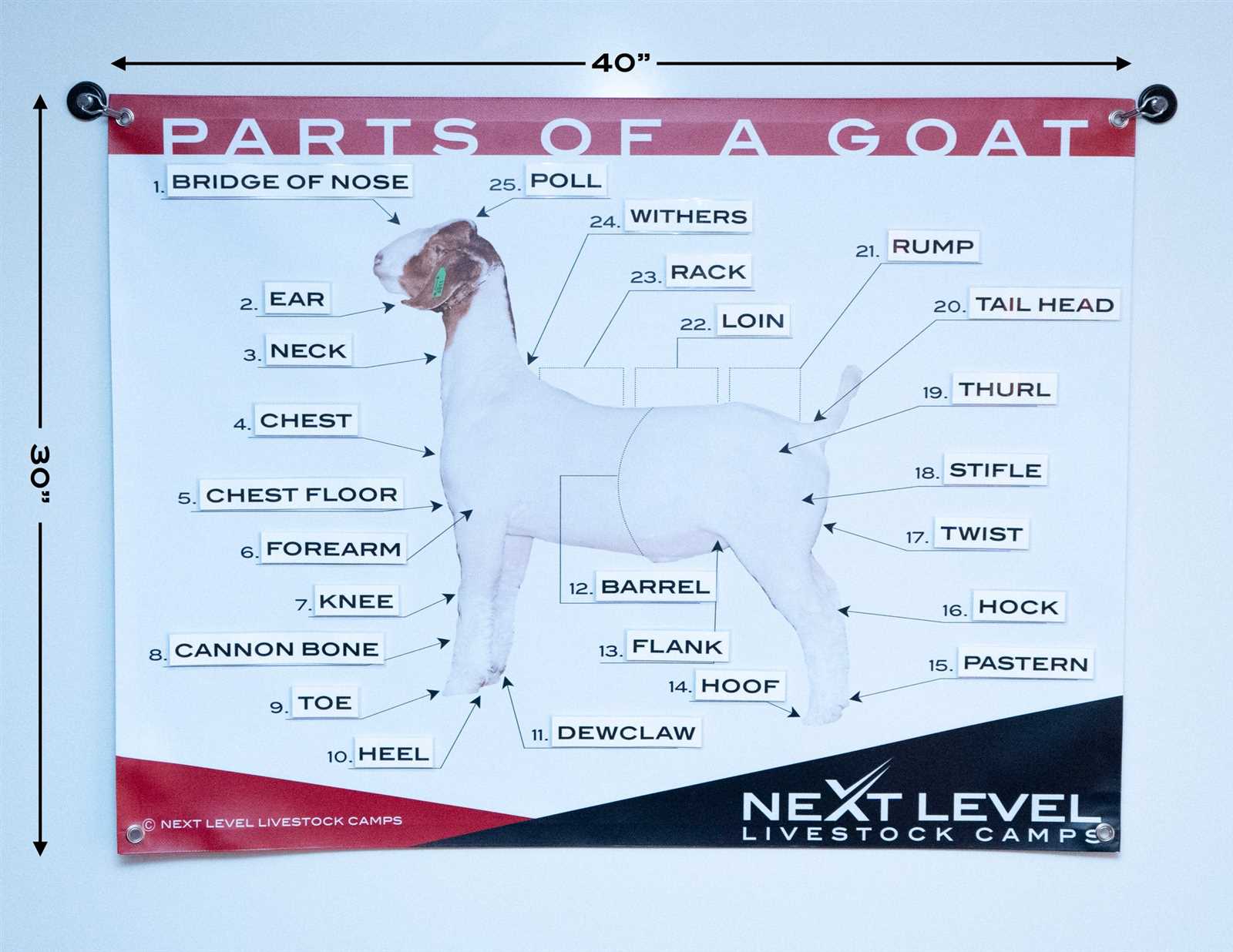 Comprehensive Guide to Parts of a Sheep Diagram for Students and ...