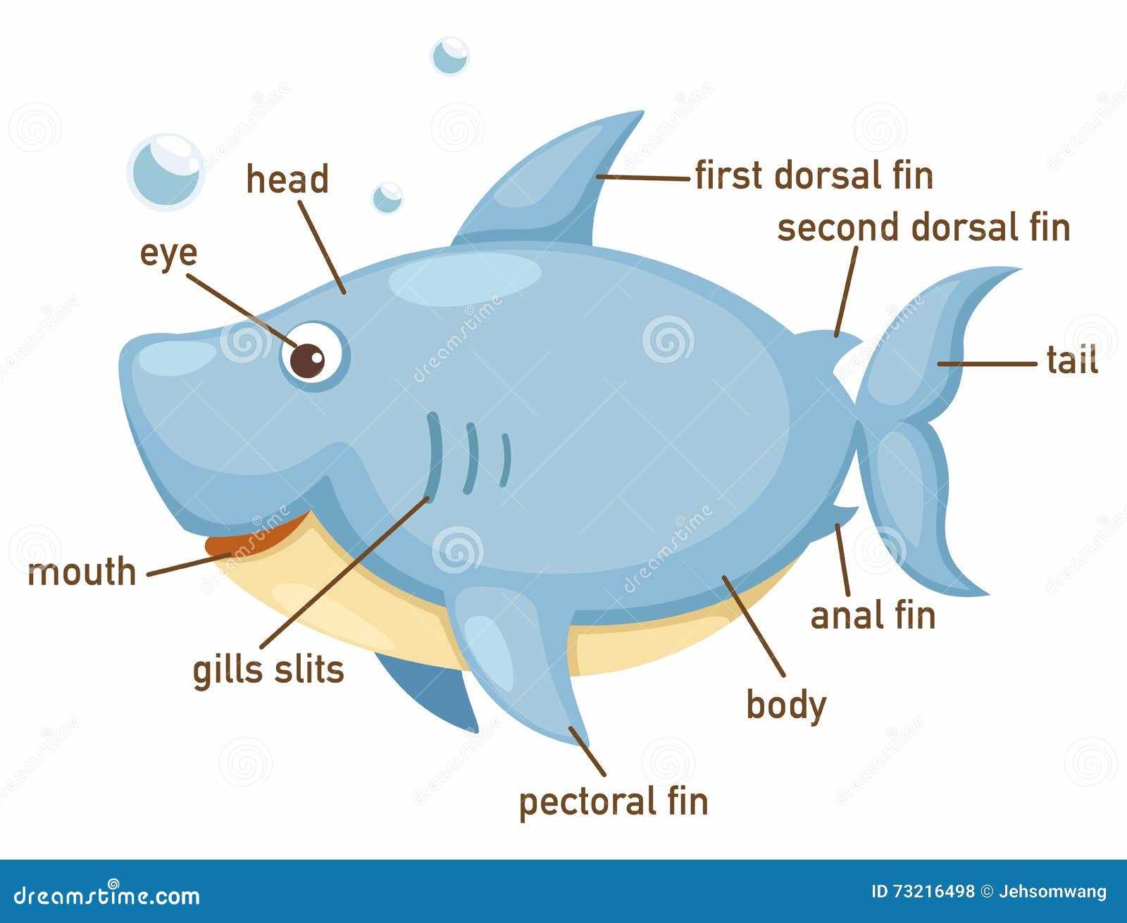 shark parts diagram