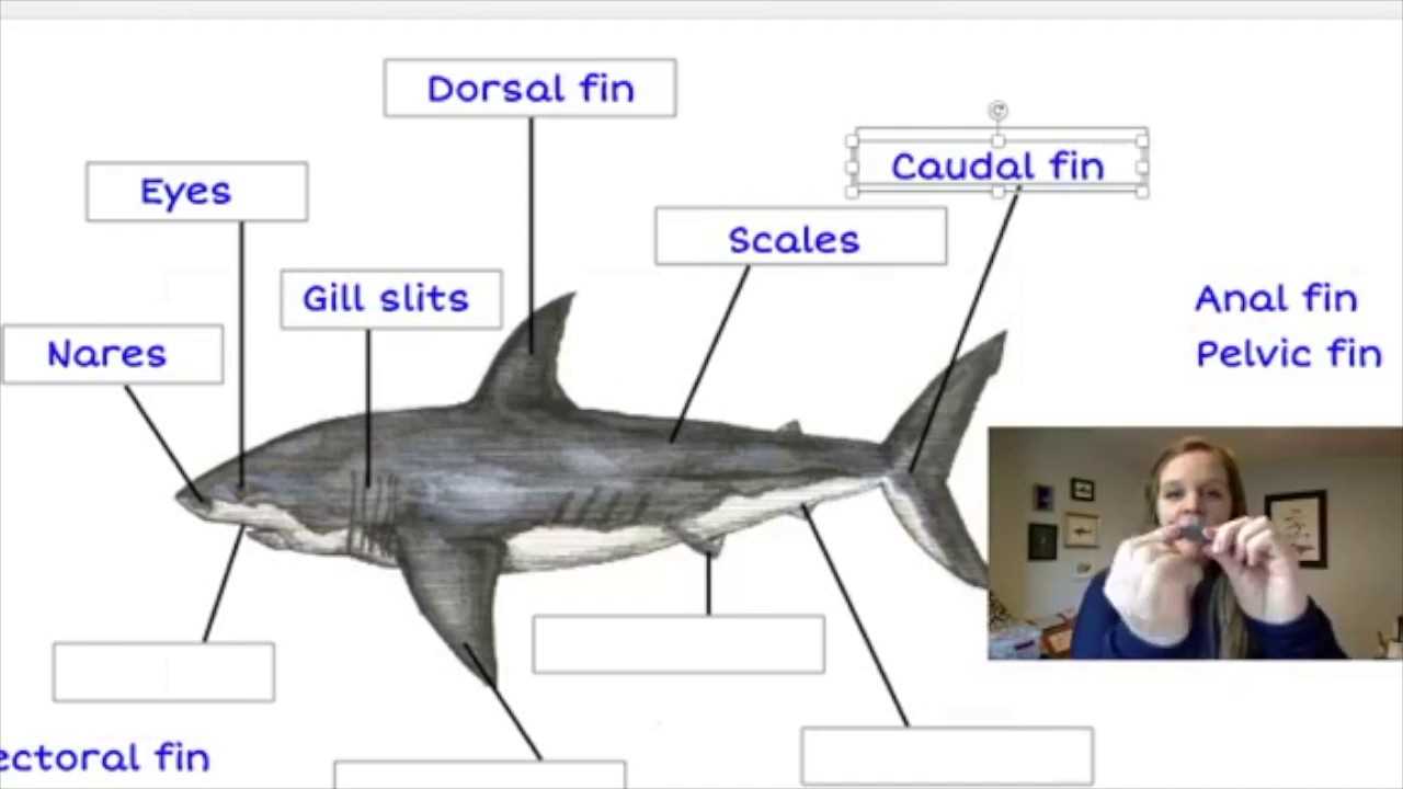 shark parts diagram