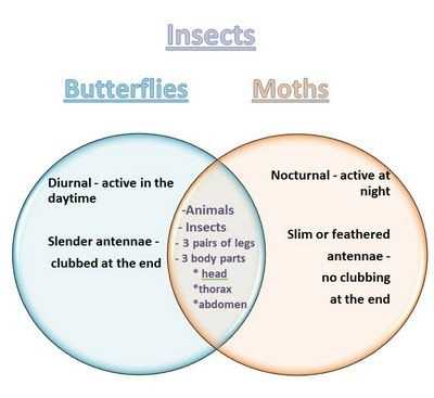 venn diagram trees body parts