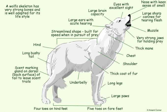 wolf range parts diagram