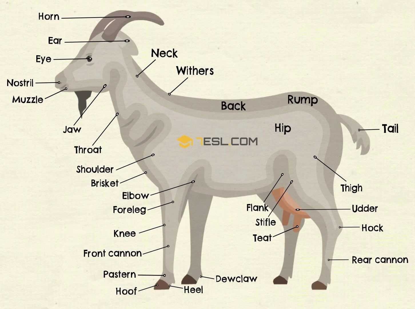 goat parts diagram