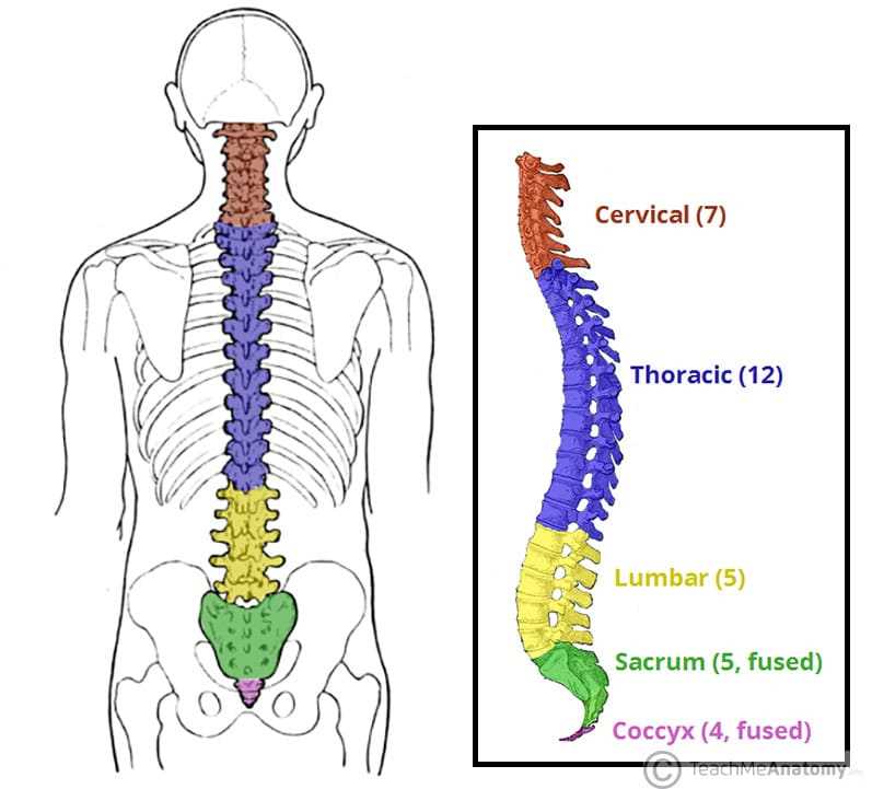 column parts diagram