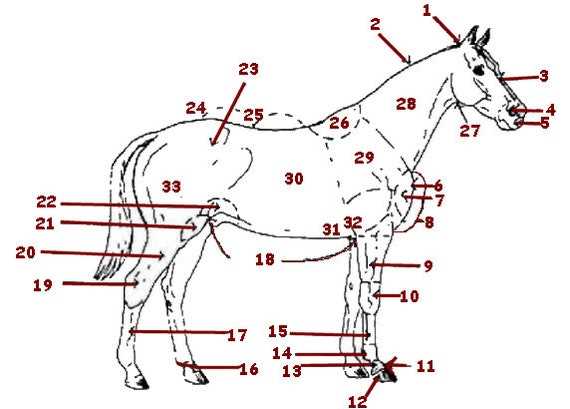 diagram of horse parts