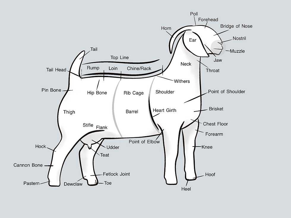 goat parts diagram