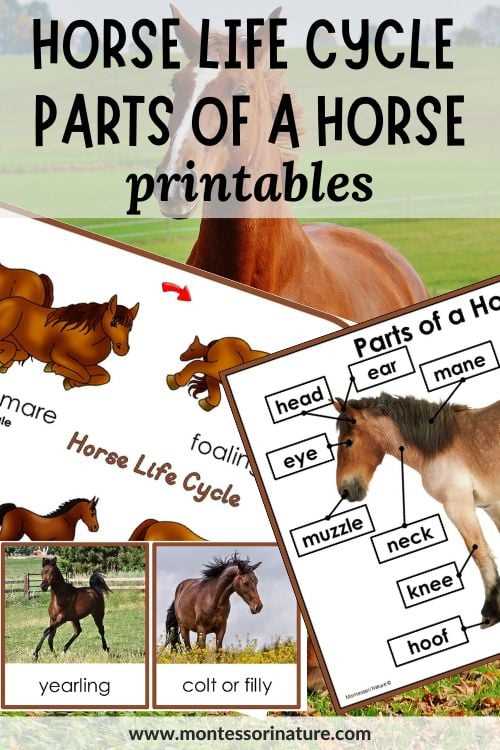 diagram of horse parts