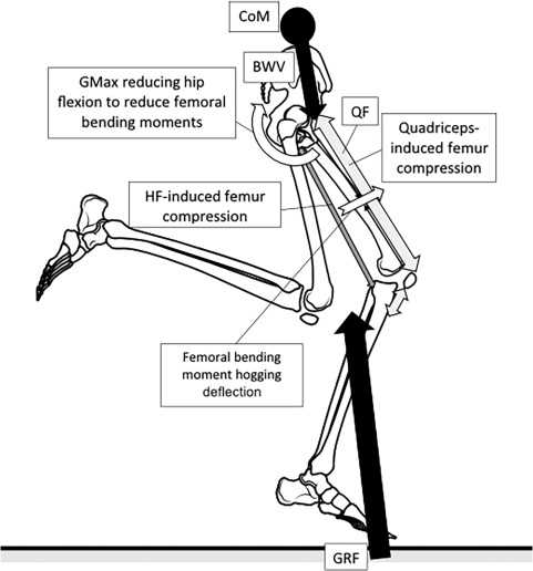 franchi affinity parts diagram