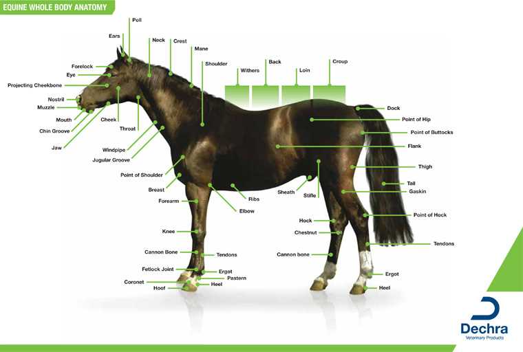 horse diagram of body parts