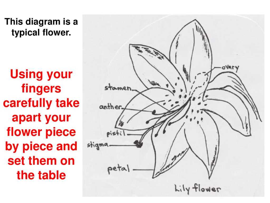 parts of a lily diagram