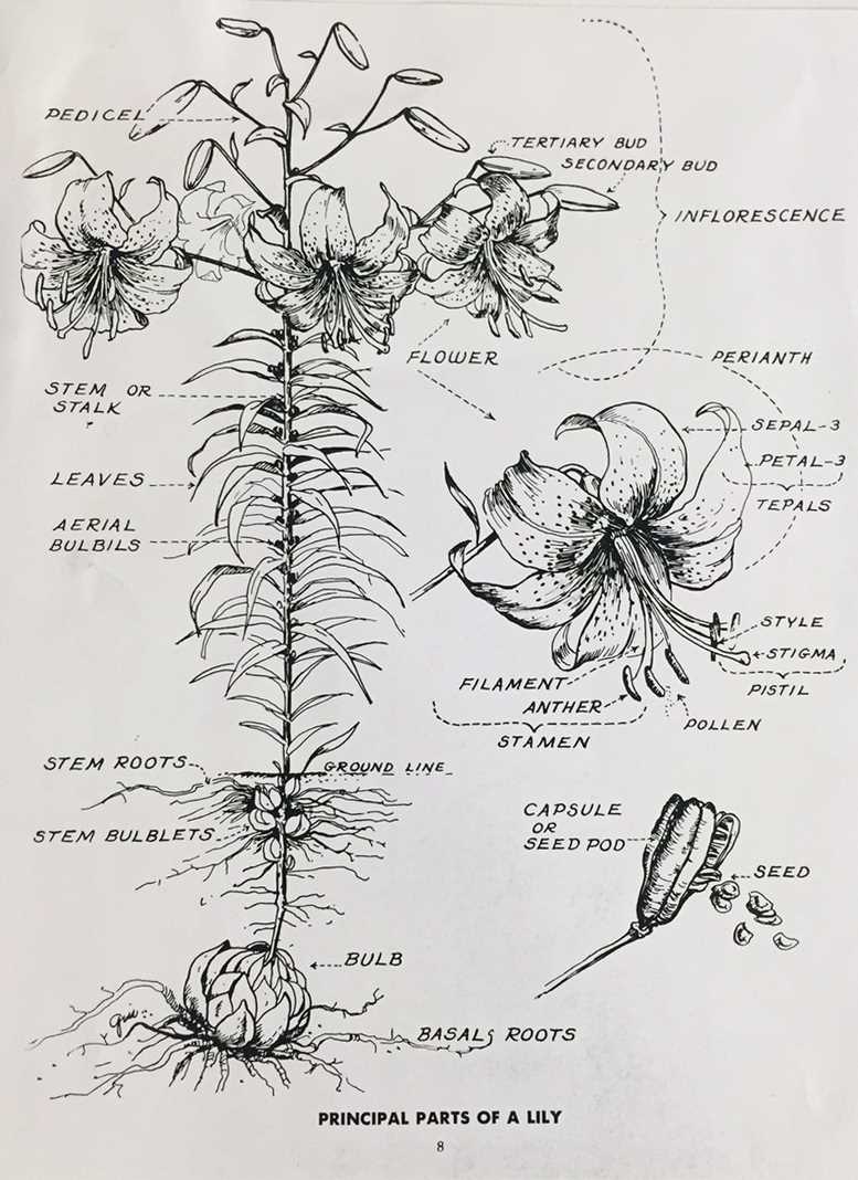 parts of a lily diagram