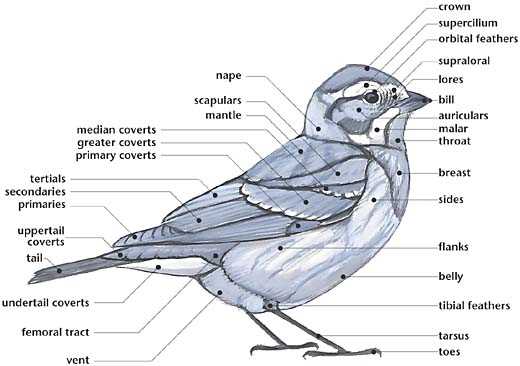 labeled parts of a turkey diagram