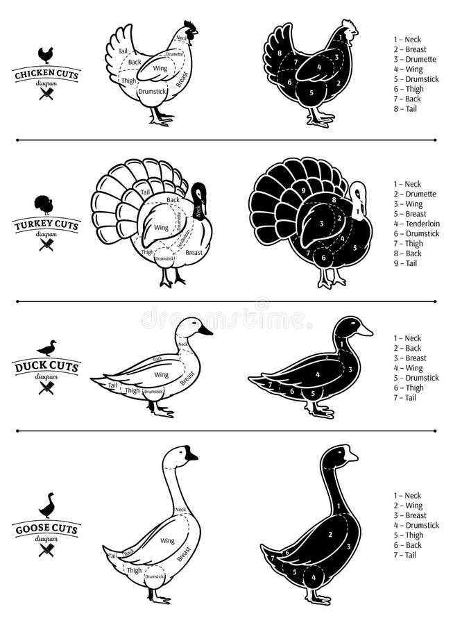 labeled parts of a turkey diagram