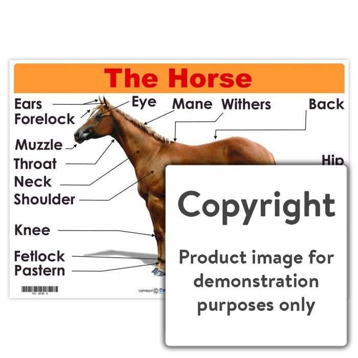 horse diagram of body parts