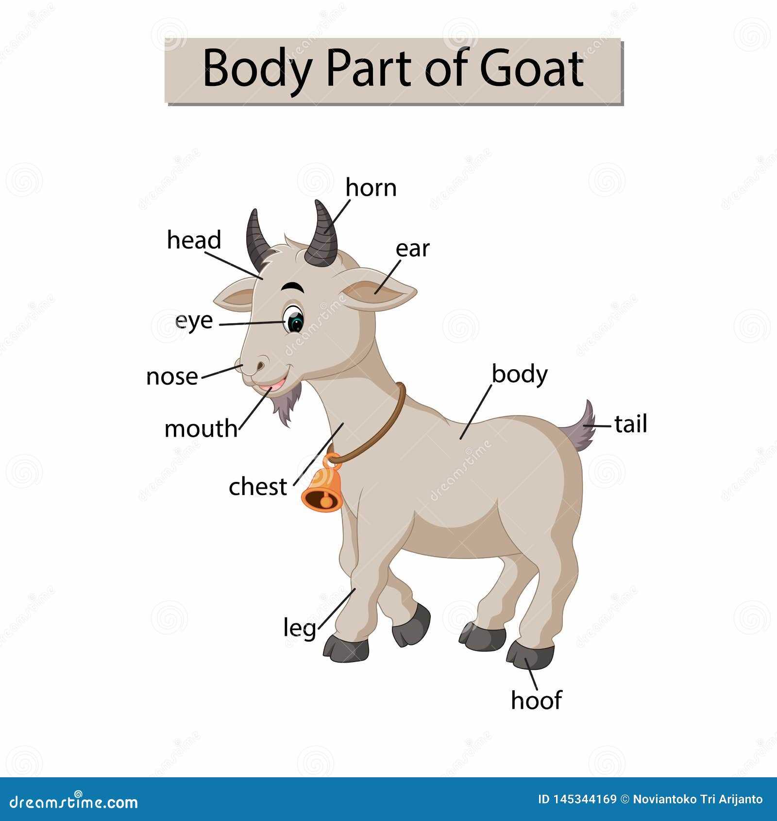 goat parts diagram