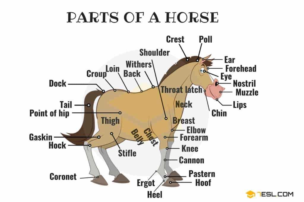 horse diagram of body parts