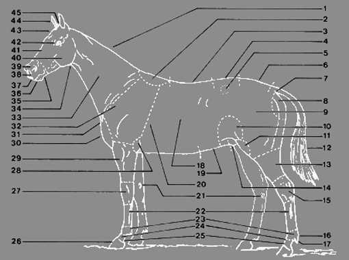 diagram of horse parts