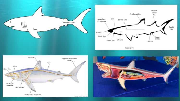 shark parts diagram