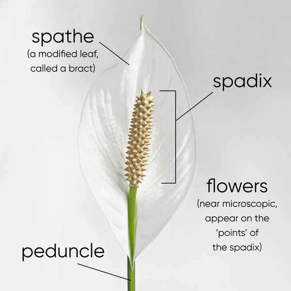 parts of a lily diagram