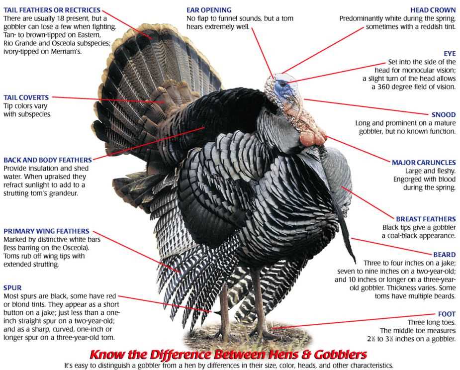 labeled parts of a turkey diagram