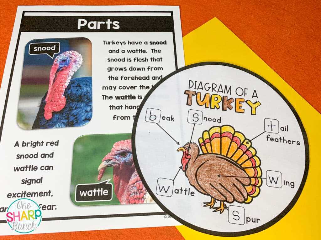 labeled parts of a turkey diagram