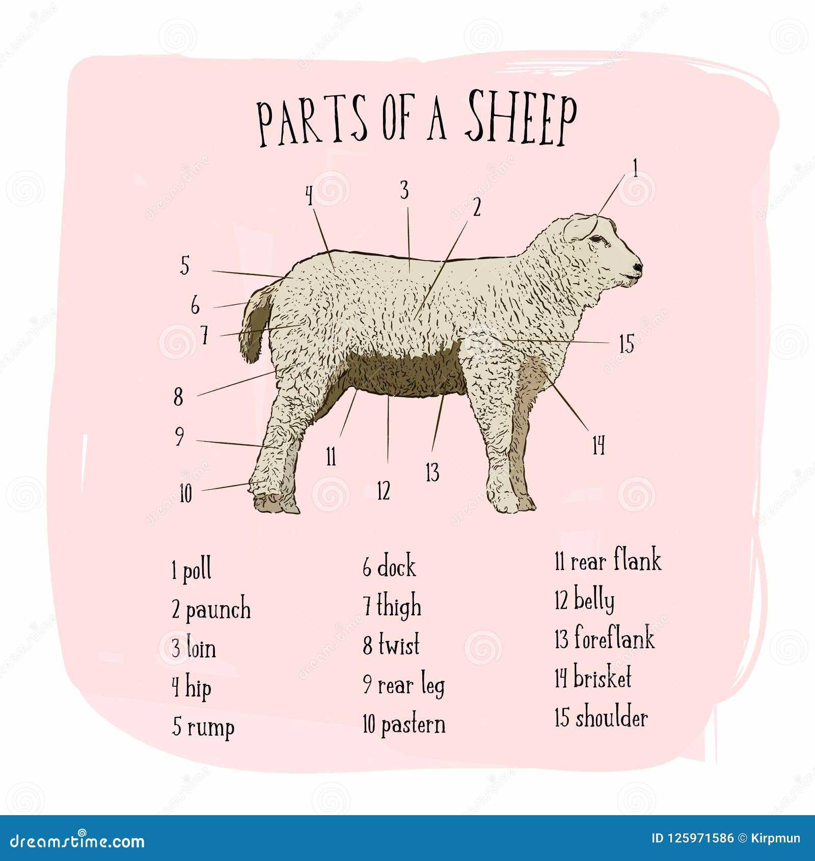 Comprehensive Sheep Parts Diagram for Animal Anatomy Understanding