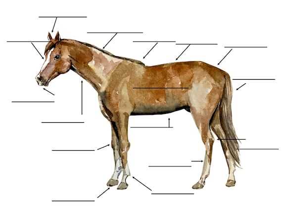 diagram of horse parts