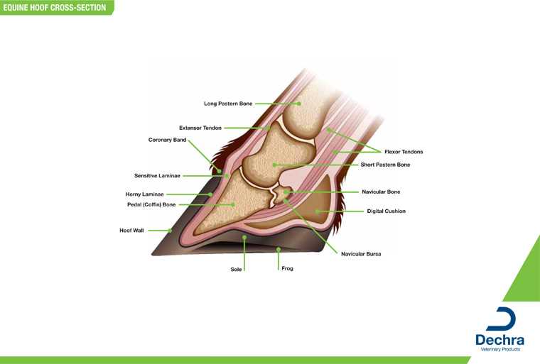 horse diagram of body parts