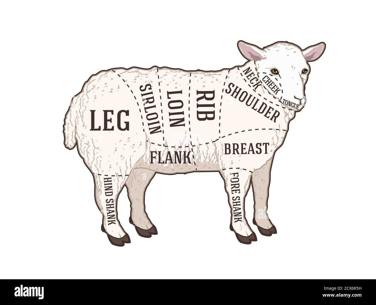 Comprehensive Guide to Parts of a Sheep Diagram for Students and ...