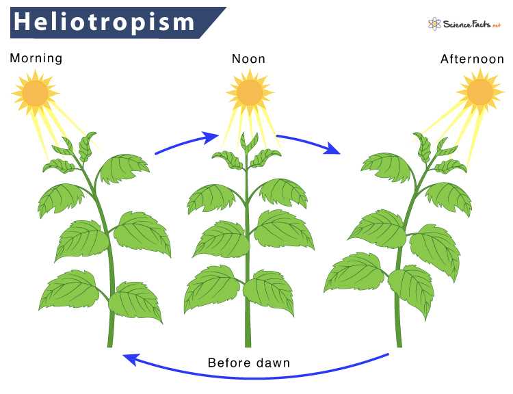 sunflower parts diagram