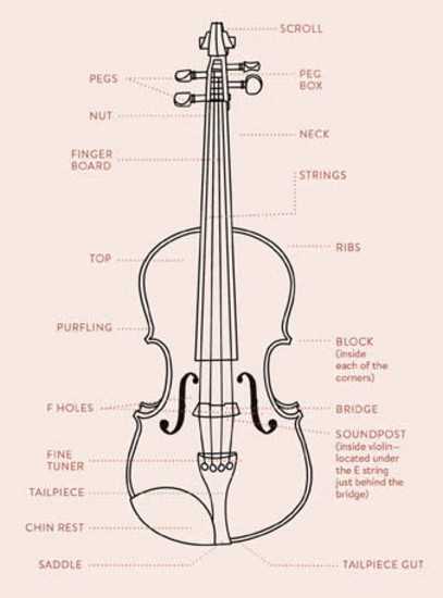 parts of a violin diagram