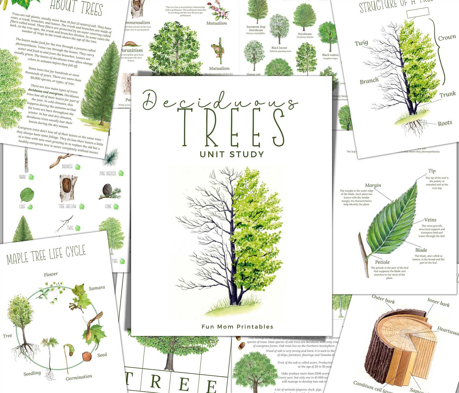 venn diagram trees body parts