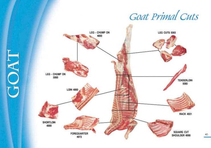 goat parts diagram