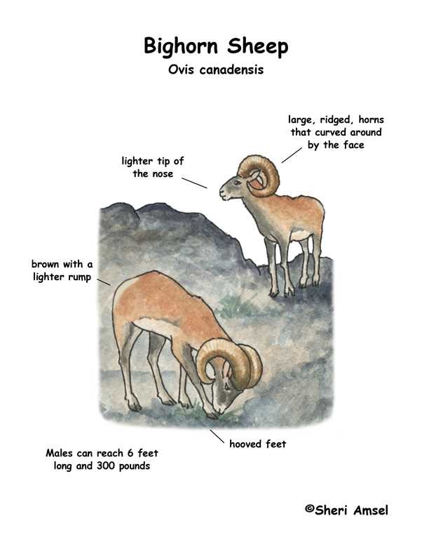 Comprehensive Sheep Parts Diagram for Animal Anatomy Understanding