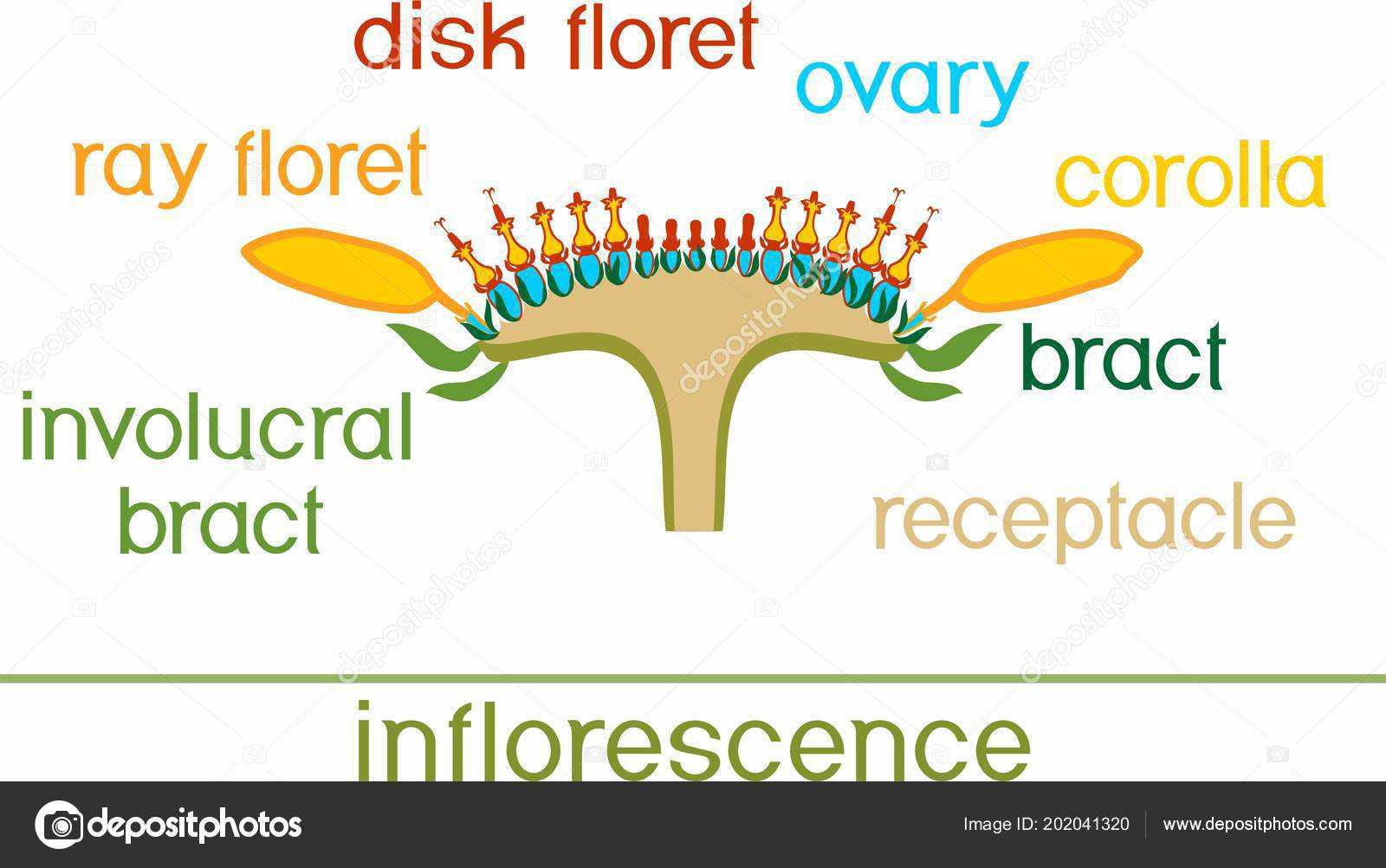 sunflower parts diagram