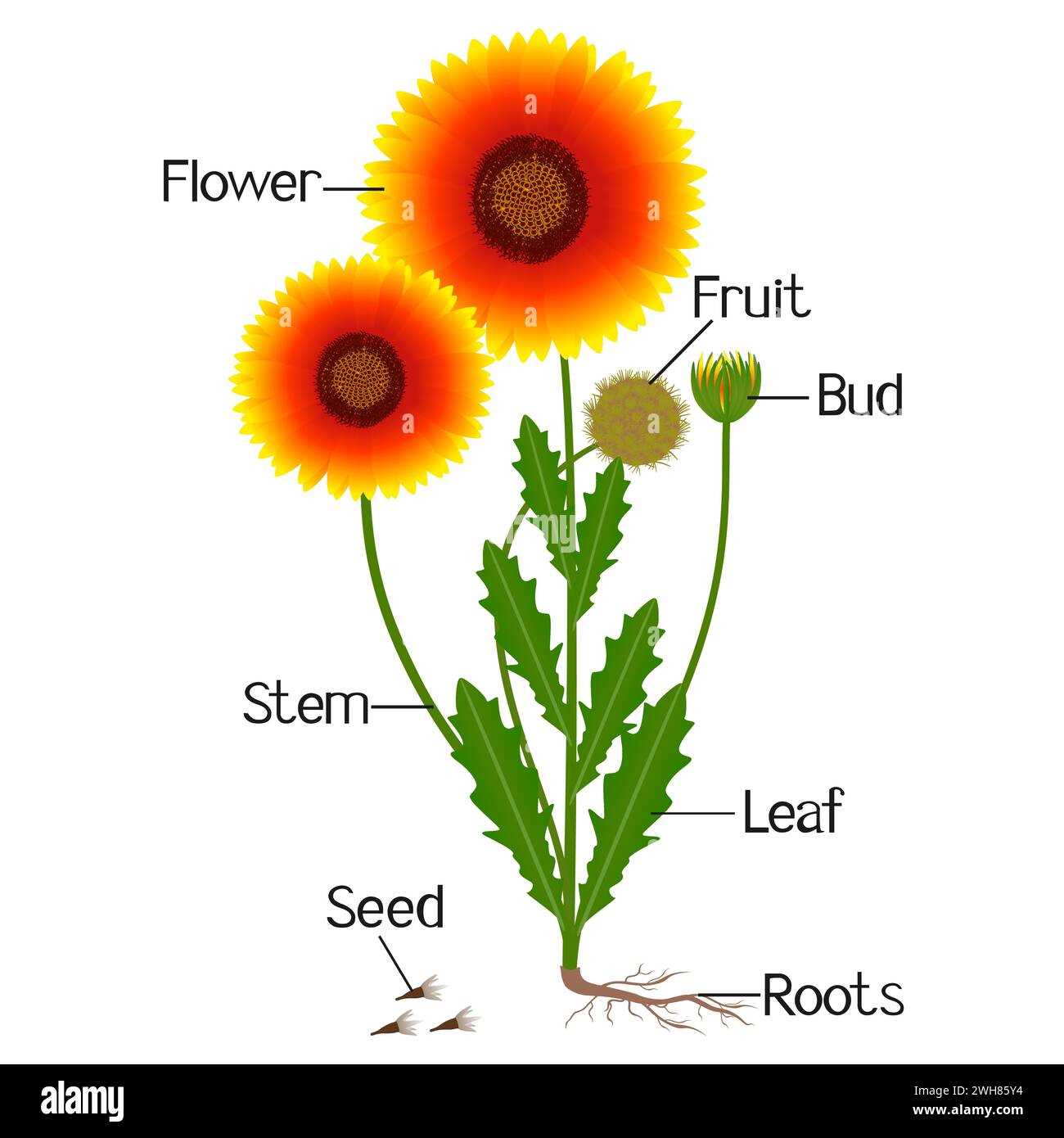 sunflower parts diagram