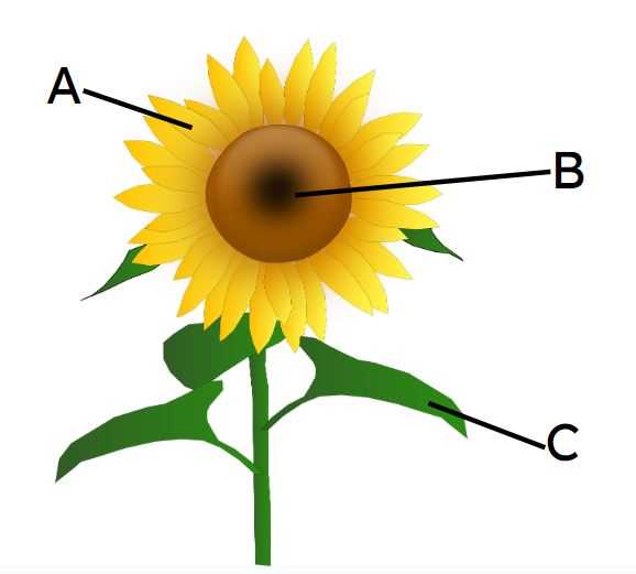 sunflower parts diagram