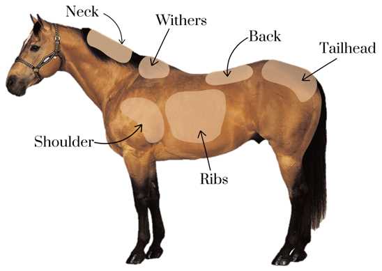 Diagram of Horse Body Parts Comprehensive Guide