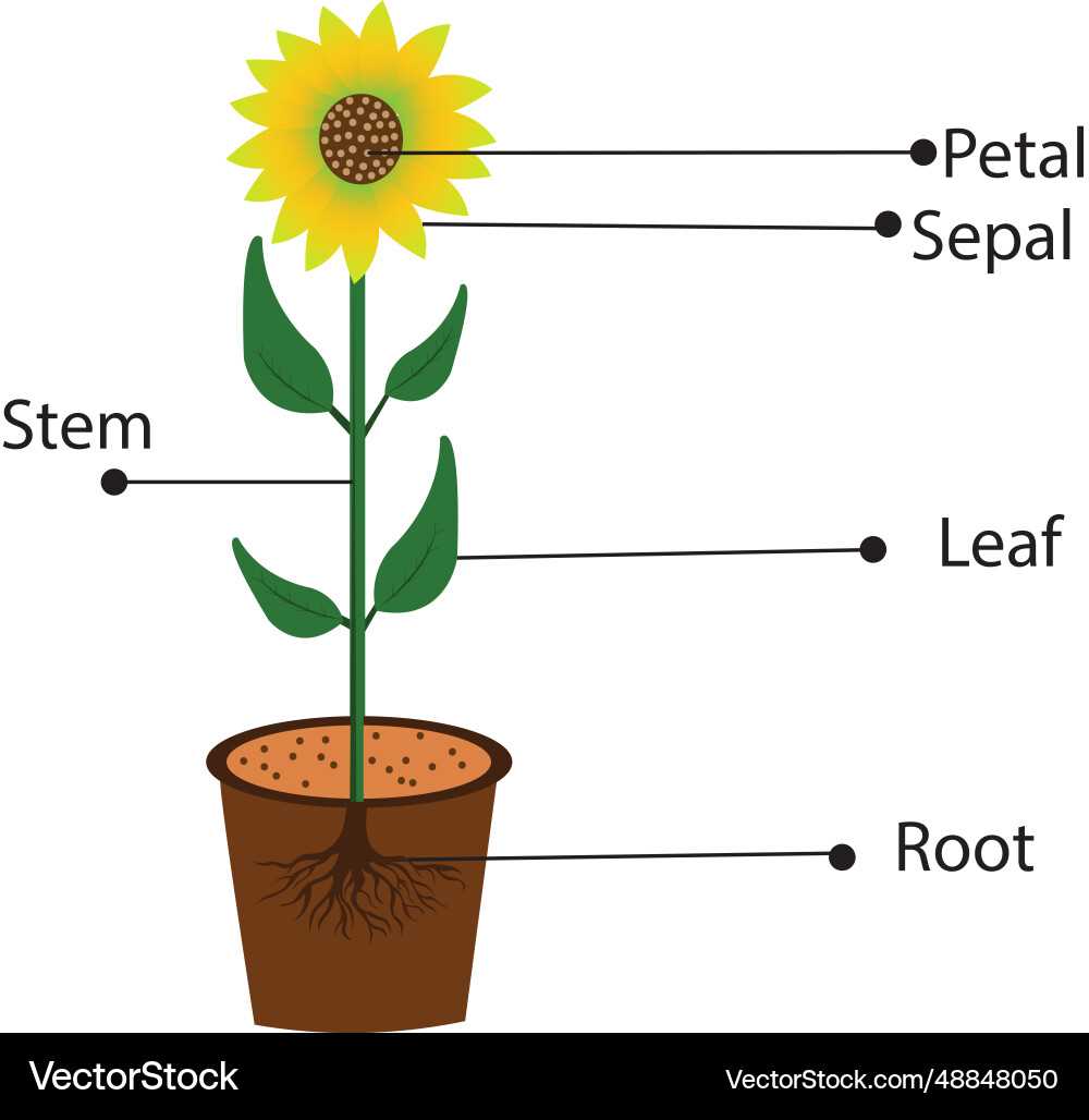 sunflower parts diagram