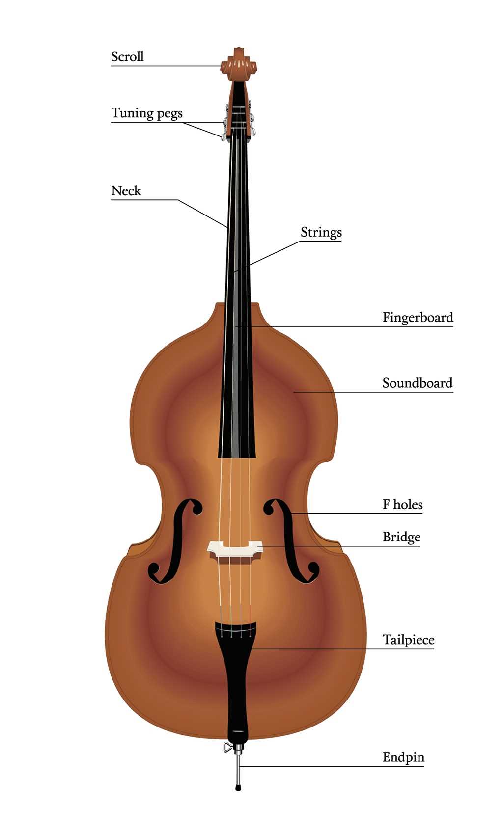 cello parts diagram