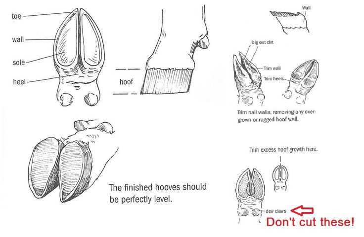 goat parts diagram