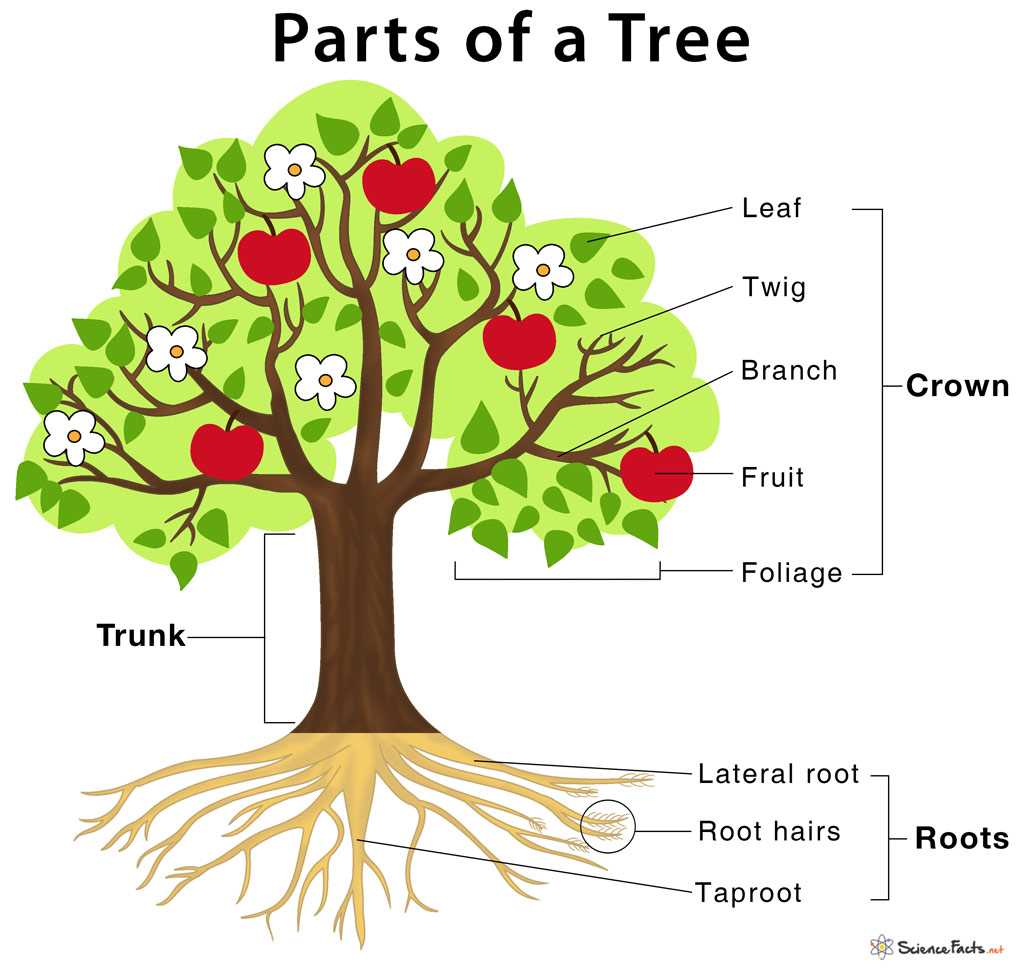 venn diagram trees body parts