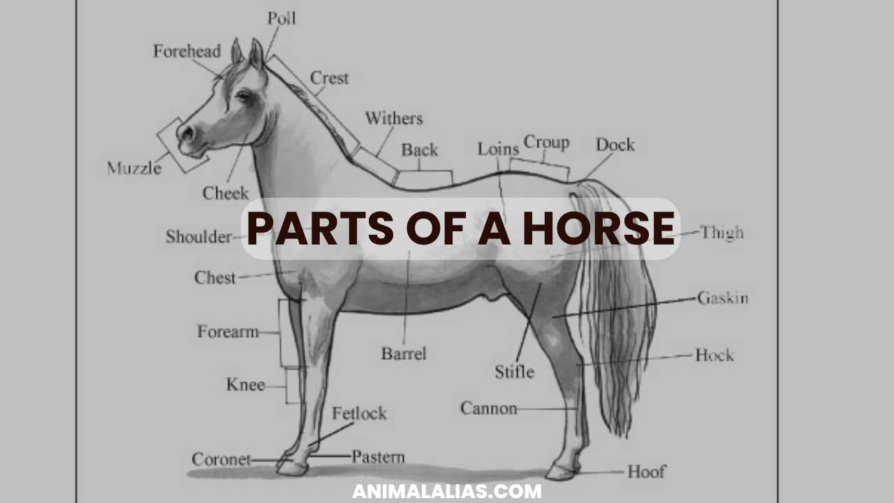 diagram of horse parts